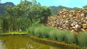 Construcción de Biofiltros para una Biopiscina, Papiros, juncos y nenúfares